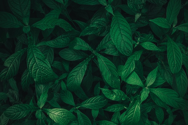 Foliage of tropical leaf in dark green texture