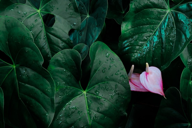 Foliage of tropical leaf in dark green with flower