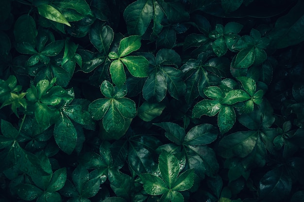 Foliage of tropical leaf in dark green with rain water drop on texture, abstract nature background.