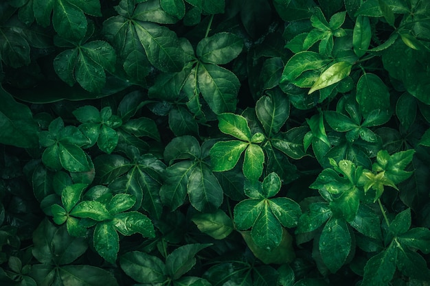 Fogliame della foglia tropicale in verde scuro con goccia dell'acqua piovana su struttura, fondo astratto della natura del modello.