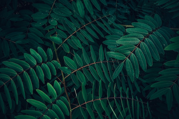 Foliage of tropical leaf in dark green with rain water drop on texture