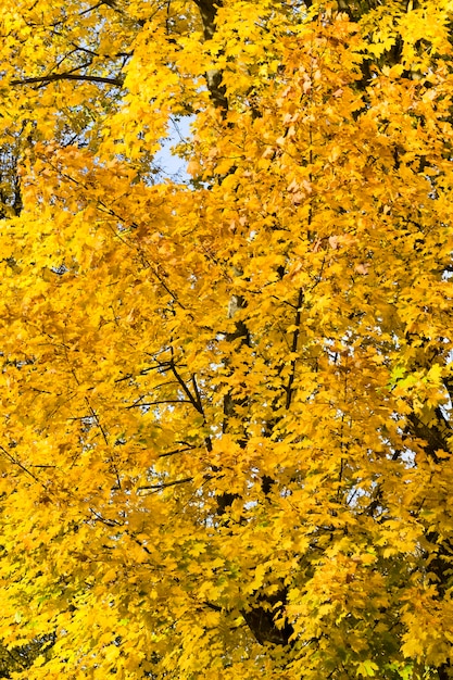 Fogliame con colori giallo autunnali