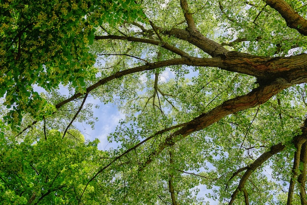 Foliage with a blue sky and clouds