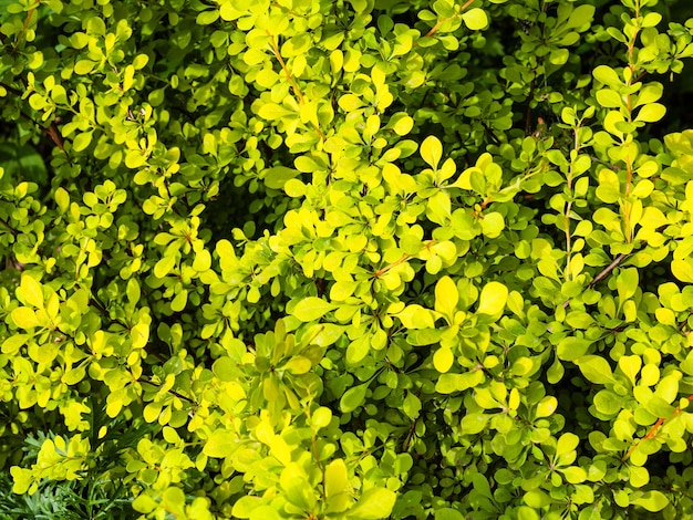 黄色の日本のメギ植物の葉