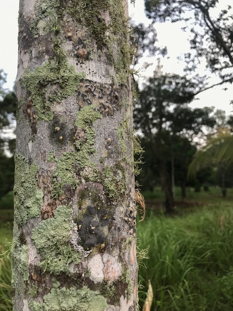 Foto crescita dei licheni foliosi sulla corteccia dell'albero