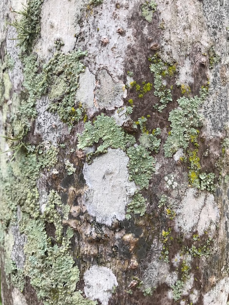 Foto crescita dei licheni foliosi sulla corteccia dell'albero