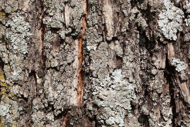 Foliose Lichen-textuur op de boom. Zeer gedetailleerde schimmel en mos in het buitenbos. Bizzare plantkunde. Schimmel macro groeit op de houten schors. Textuur.