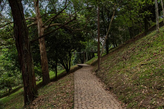 Photo follow the winding forest path through the mountain's embrace