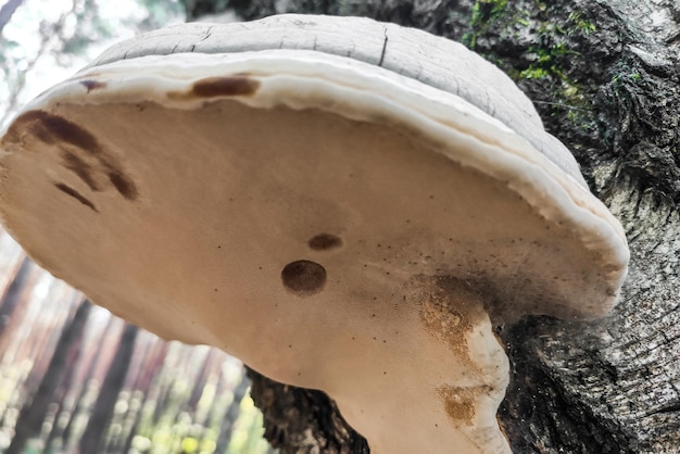 Photo fomes fomentarius mushroom in the forest closeup