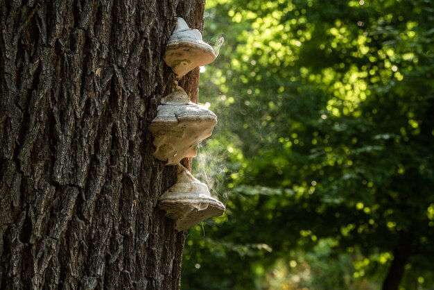 Fomes fomento Polyporus tondelschimmel die rookpaddestoel op boomstam afgeeft