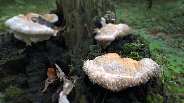 러시아 숲의 이끼 낀 줄기에 있는 Fomitopsis Pinicola 곰팡이