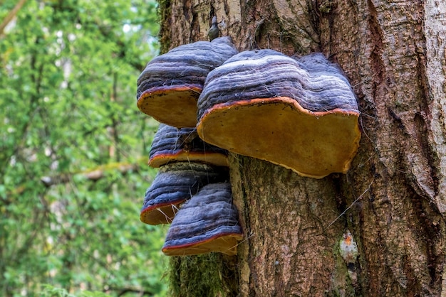 Fomitopsis pinicola is a stem decay fungus common on softwood\
and hardwood trees its conk fruit body is known as the redbelted\
conk