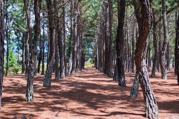 Fondo de pinos alineados