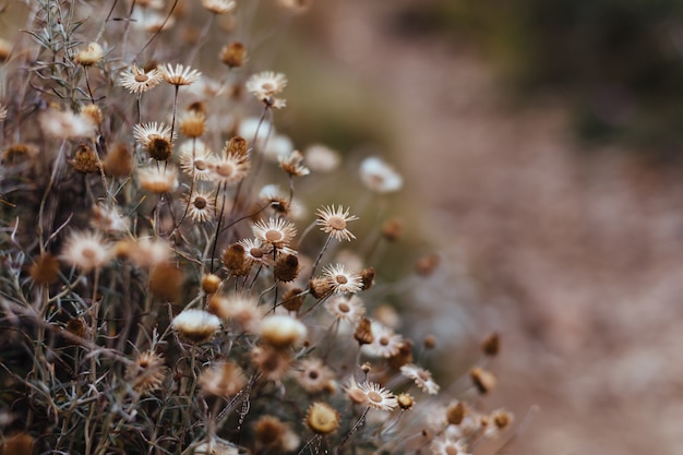 Fondo de plantas y flores del bosque.