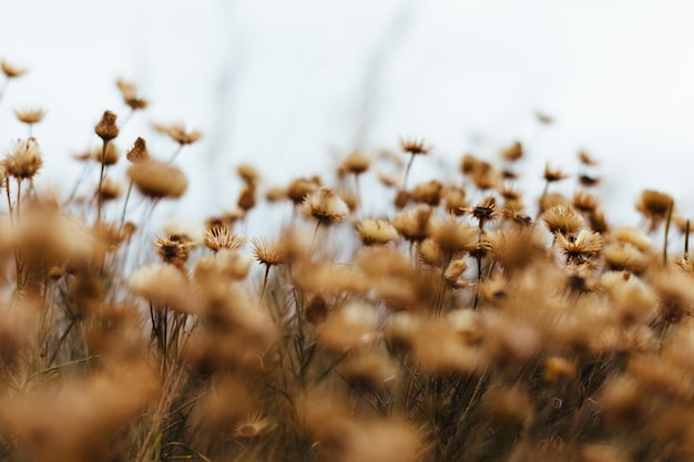 Fondo de plantas y Flores del bosque。