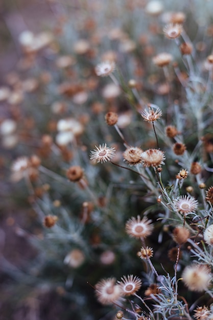 Fondo de plantas y flores del bosque.