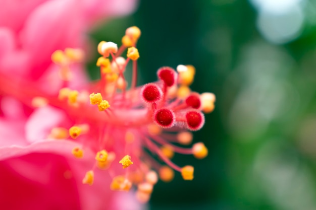 Fondo de transparentcia de flor de hibisco rojo