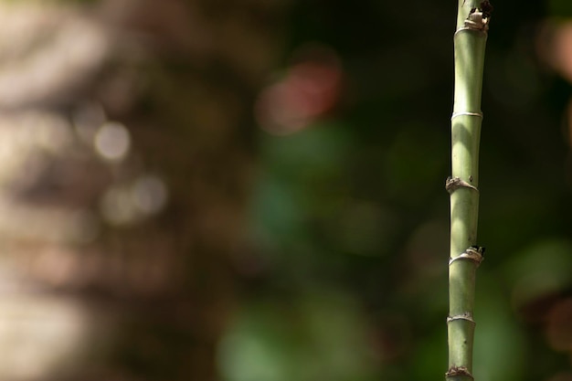 fondo desenfocado de la naturaleza