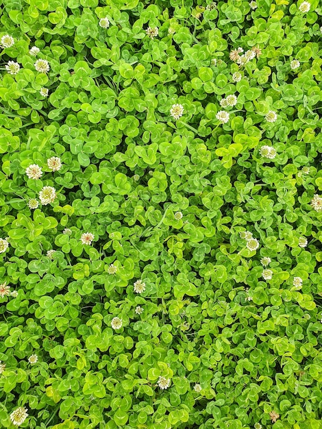 Fondo tapiz verde natural de hojas de trebol con flores blancas sustituto de cesped