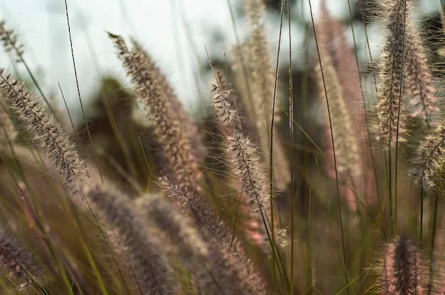 Fontein gras plant in de tuin