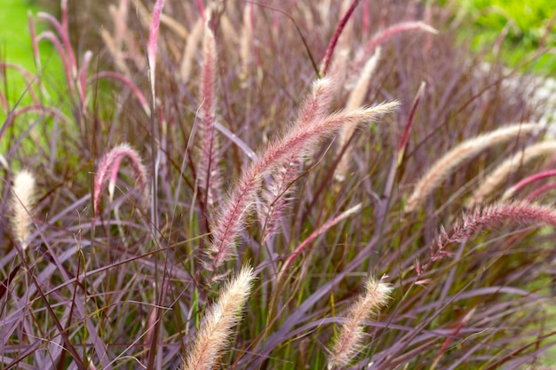 Fonteingras of pennisetum alopecuroides