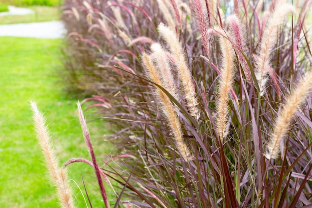 Fonteingras of pennisetum alopecuroides