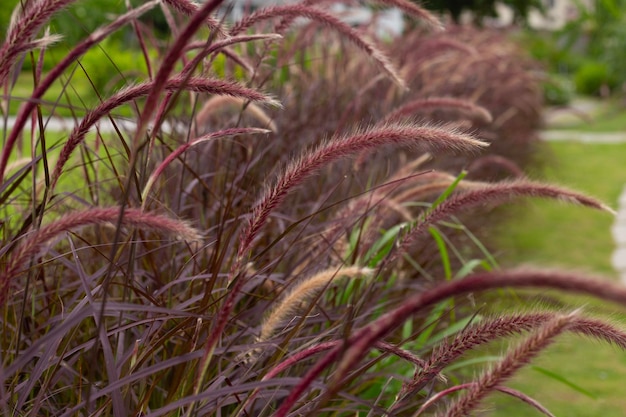 Fonteingras of pennisetum alopecuroides