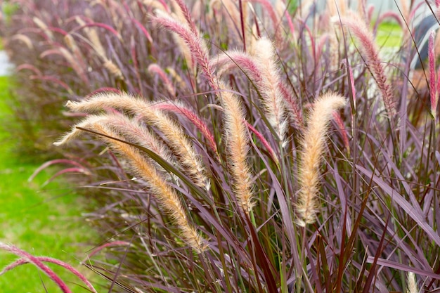 Fonteingras of pennisetum alopecuroides