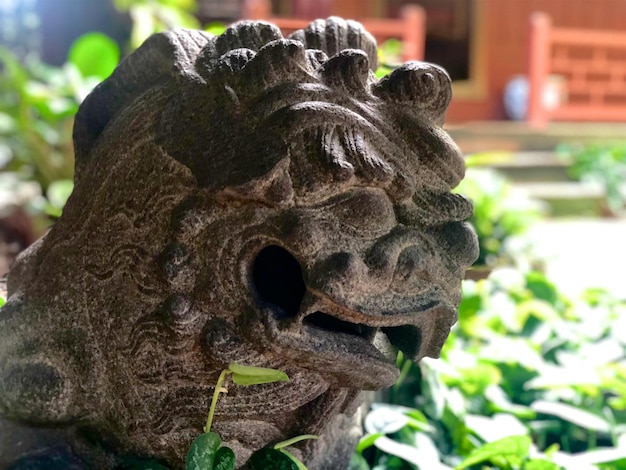 Фу-собака Фу Лев Каменный лев заглядывает в тропический сад