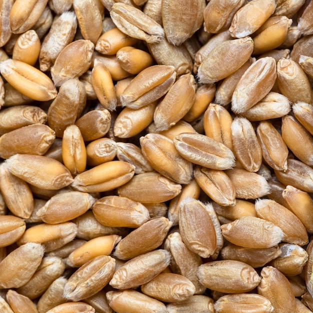 Food background common wheat grains close up