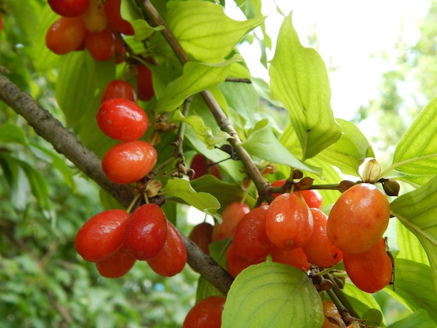 The food in the garden and frehly vegetable