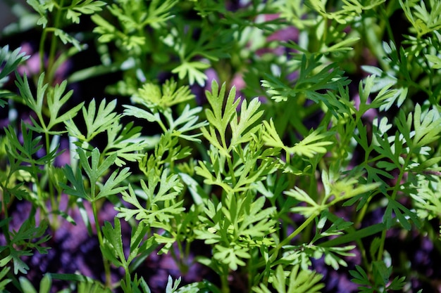 FOOD; Italy, Sicily, carrot plants green leaves in a garden