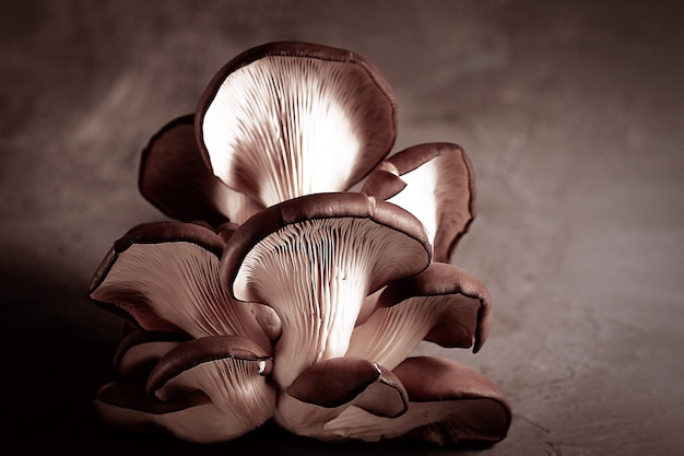 Food Mushrooms oyster mushrooms, closeup