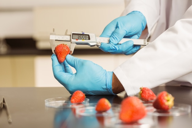 Food scientist measuring a strawberry