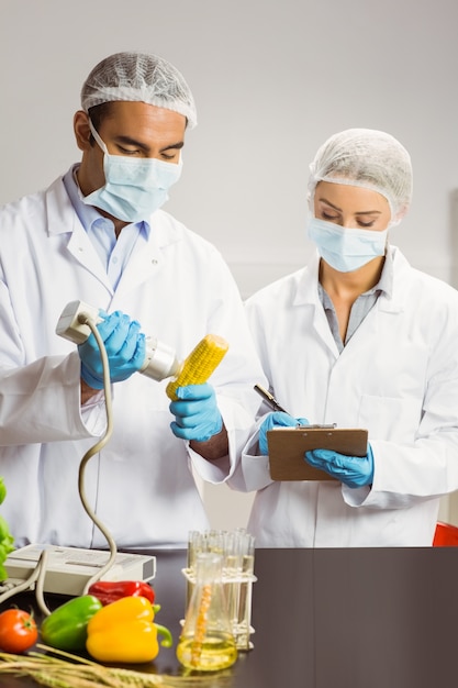 Food scientist using device on corn cob