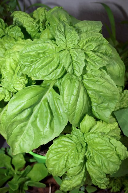 食べ物;シチリア島、田舎、庭のバジルの植物