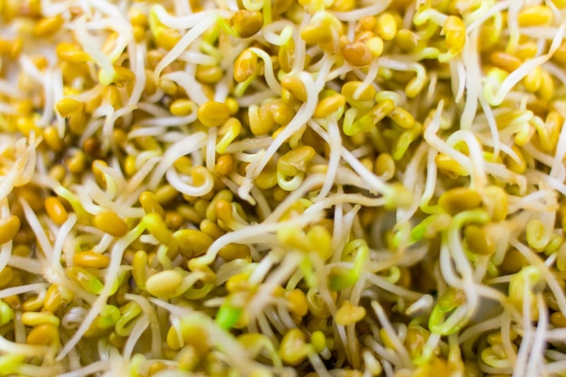 Food sprouts of clover closeup