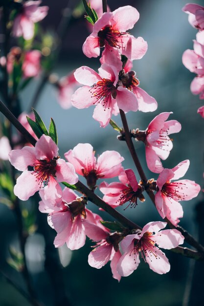 Foto fool bloeit roze perzikboom bloemen in het zonlicht lente bloemen concept perzikbloesems boom