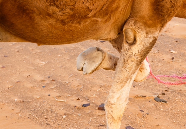 foot of a camel with a bent leg