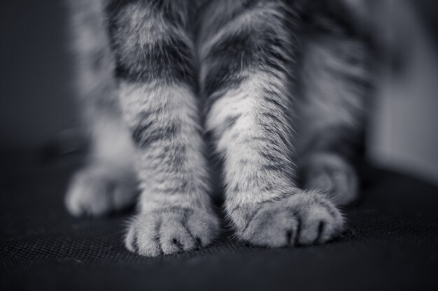 Foot cat on the floor.