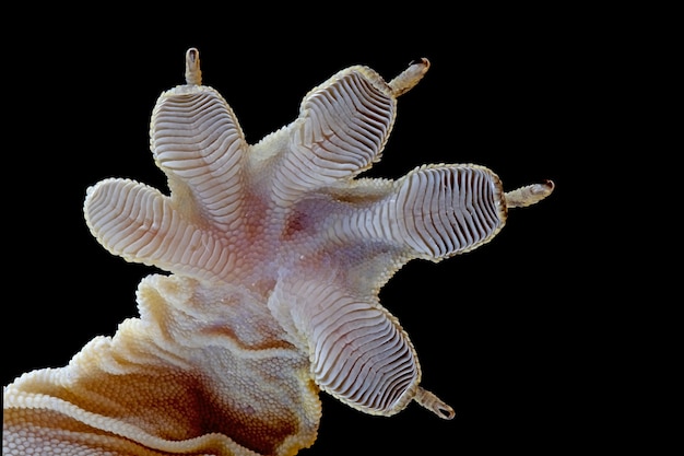 foot of halmahera giant gecko