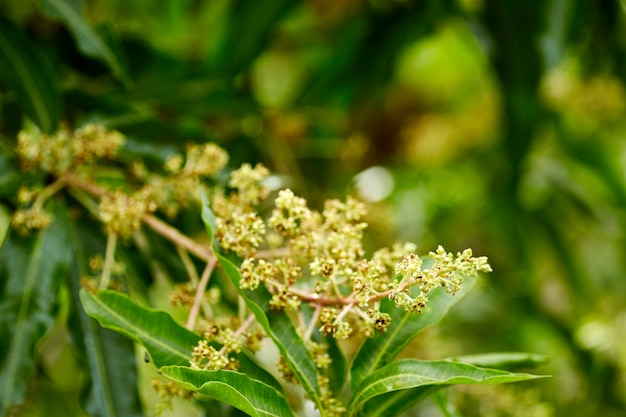 Footage of a mango tree in full bloom