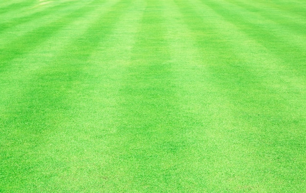 Football field green grass