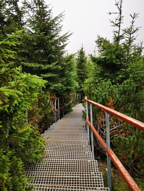 Photo footbridge amidst trees in forest