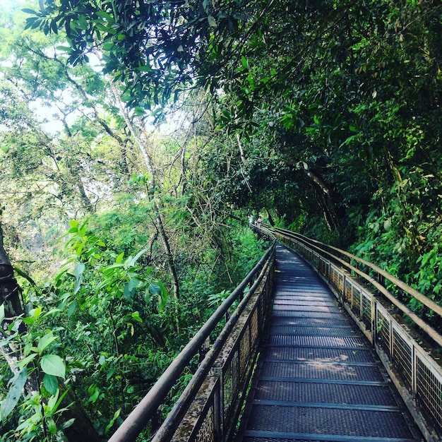 Footbridge amidst trees in forest