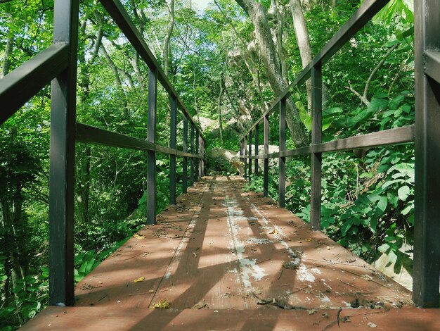 Footbridge amidst trees in forest