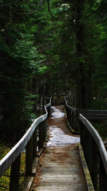 Foto ponte pedonale in mezzo agli alberi della foresta