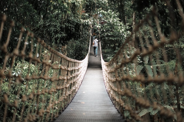 footbridge amidst trees in forest