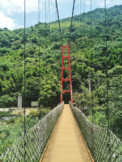 写真 空の向こうの森の木の中の歩道橋