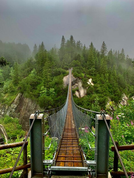 写真 森の木の中の歩道橋